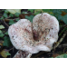 Мицелий Груздя осинового / Груздь тополевой (Lactarius controversus)